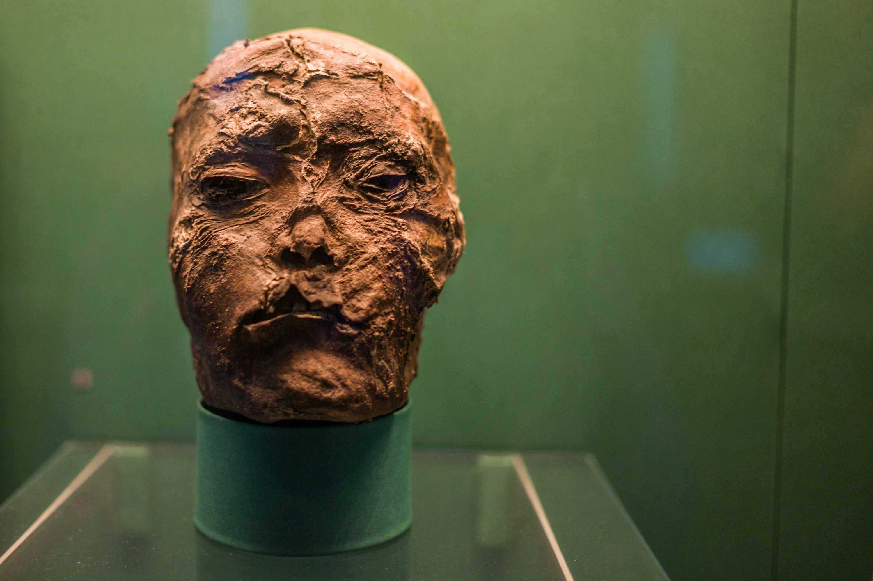 St. Petersburg (Siberian King’s Head) 2013