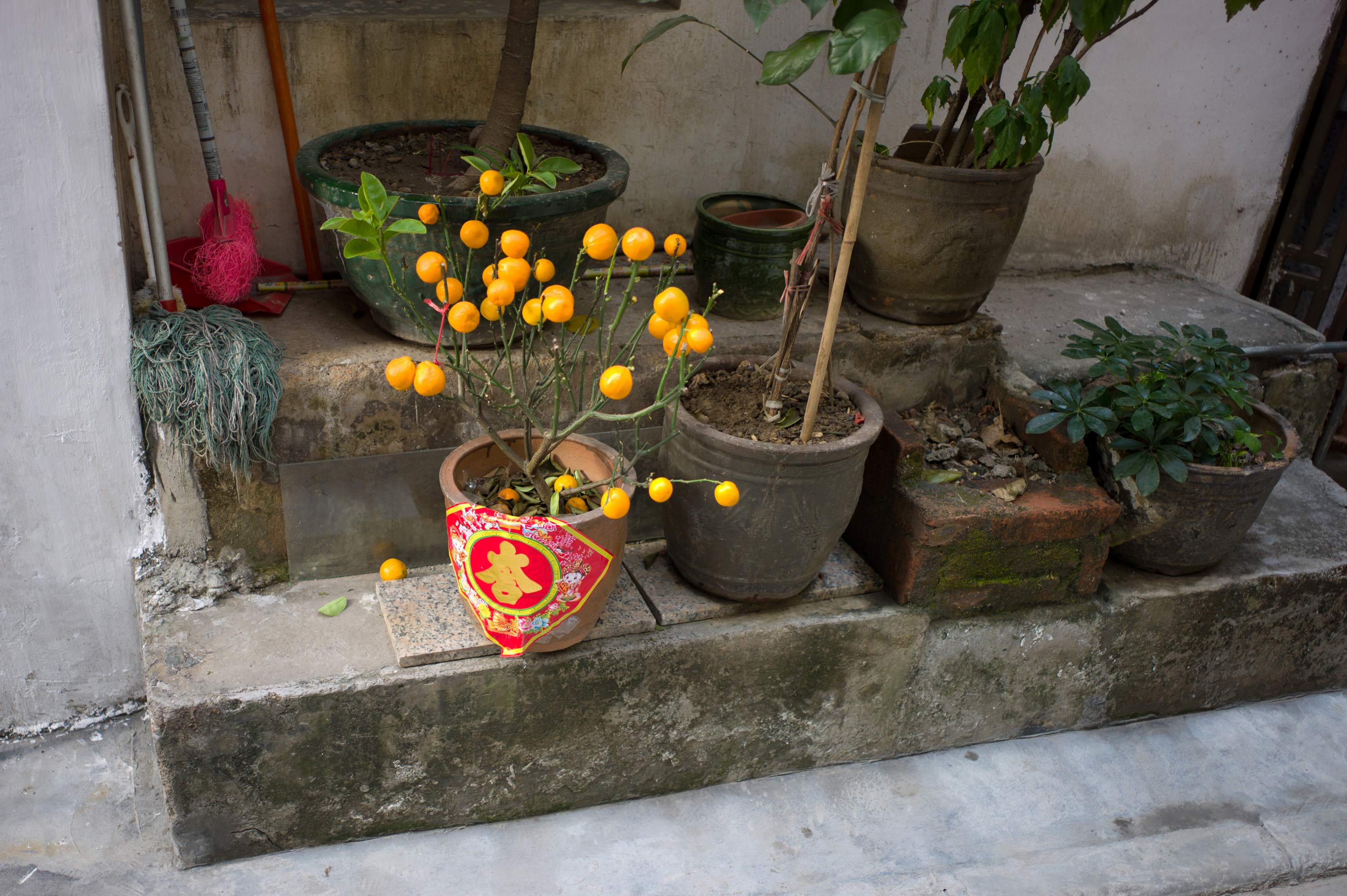 Guangzhou (Fruit) 2011